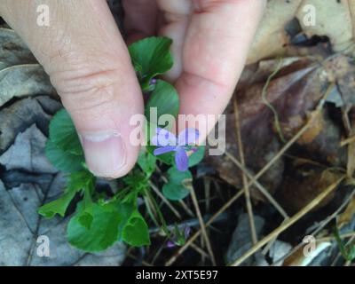 Violet de Labrador (Viola labradorica) Plantae Banque D'Images