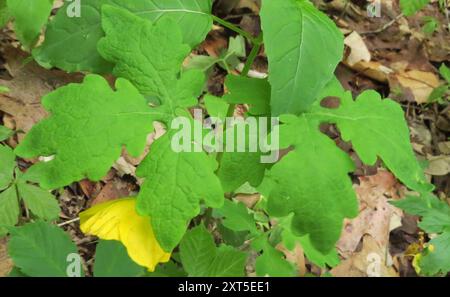 Coquelicot célandine (Stylophorum diphyllum) Plantae Banque D'Images