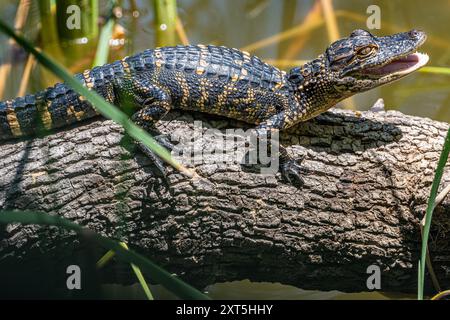 Petit alligator le long de la Healthy West Orange Boardwalk sur le lac Apopka à la réserve naturelle d'Oakland à Oakland, en Floride. (ÉTATS-UNIS) Banque D'Images