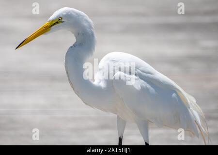 Grande aigrette (Ardea alba) le long de la Healthy West Orange Boardwalk sur le lac Apopka à la réserve naturelle d'Oakland à Oakland, en Floride. (ÉTATS-UNIS) Banque D'Images