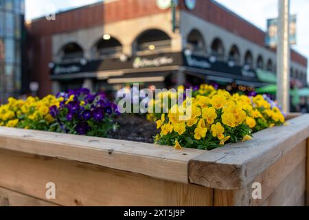 Pansies jaunes et violettes en parterre de fleurs au marché Byward à Ottawa, Canada, au printemps. Fleurs dans la ville au printemps Banque D'Images