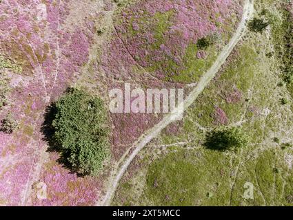 Un sentier traverse la bruyère violette à de Himmerlandske Hede, Jutland, au nord du Danemark Banque D'Images