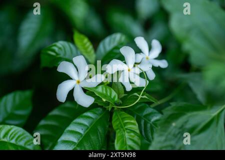 Fleurs Pinwheel balançant dans la brise de la jungle, fleurs blanches brillant doucement dans la verdure sauvage, ambiance florale rêveuse, parfait pour les amoureux de la nature, scènes calmes Banque D'Images