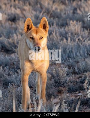 Dingo, le chien sauvage d'Australie, dans l'outback d'Australie méridionale. Banque D'Images