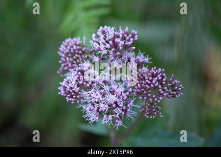 Gemeiner Wasserdost à Zweifall am 11. Août 2024. ALLEMAGNE - AIX-LA-CHAPELLE - HERBES Banque D'Images
