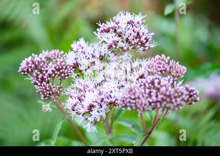 Gemeiner Wasserdost à Zweifall am 11. Août 2024. ALLEMAGNE - AIX-LA-CHAPELLE - HERBES Banque D'Images