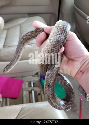 Serpent royal des Prairies (Lampropeltis calligaster) Reptilia Banque D'Images