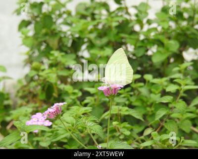 Émigrant tacheté (Catopsilia pyranthe) Insecta Banque D'Images