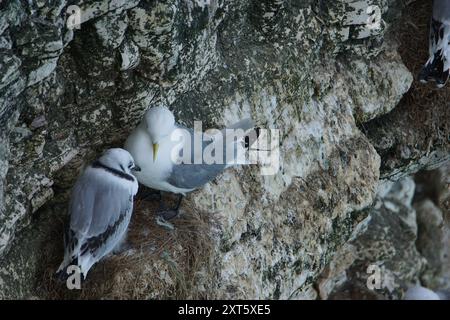 Kittiwake (Rissa tridactyla) sur Bempton Cliffs, East Riding of Yorkshire, UK Banque D'Images