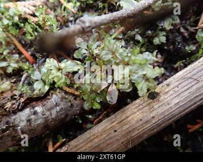 Rhizomnium Moss (Rhizomnium magnifolium) Plantae Banque D'Images