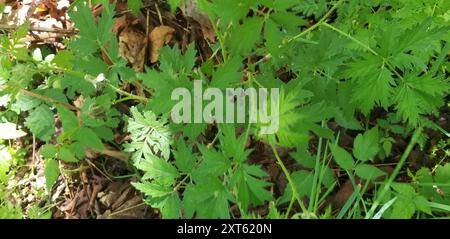 Mûrier à feuilles coupées (Rubus laciniatus) Plantae Banque D'Images