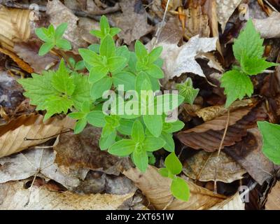 Paille de lit de réglisse (Galium circaezans) Plantae Banque D'Images