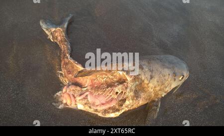 Poisson-chat de la mer Blanche (Genidens barbus) Actinopterygii Banque D'Images