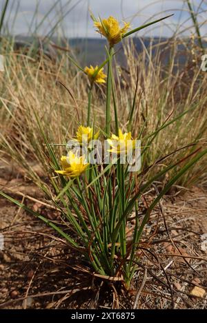 Doré (Cyperus sphaerocephalus) Plantae Banque D'Images