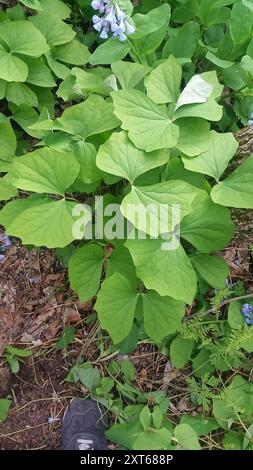 Jumelles (Jeffersonia diphylla) Plantae Banque D'Images