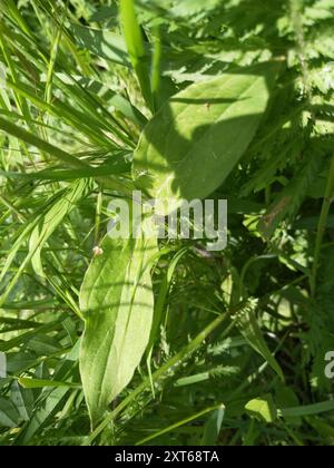 Hybride Campion (Silene × hampeana) Plantae Banque D'Images