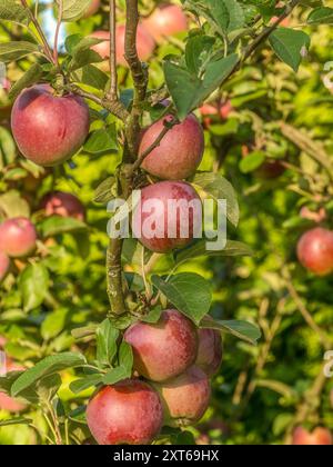 Gros plan de pommes rouges mûres qui mûrissent sur l'arbre Banque D'Images