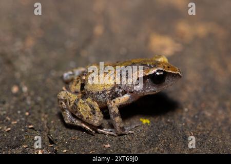 Un mignon coureur de buisson (Arthroleptis wahlbergii) dans une forêt côtière Banque D'Images