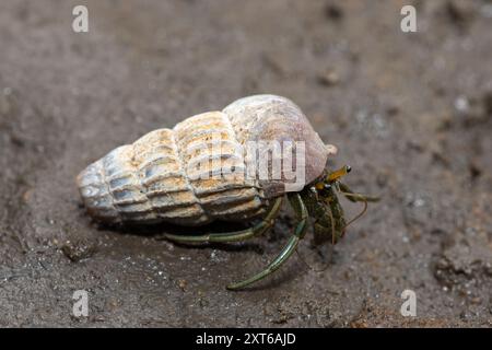 Un mignon crabe ermite habitant la coquille d'un bulot grimpant dans les mangroves le long d'un estuaire Banque D'Images