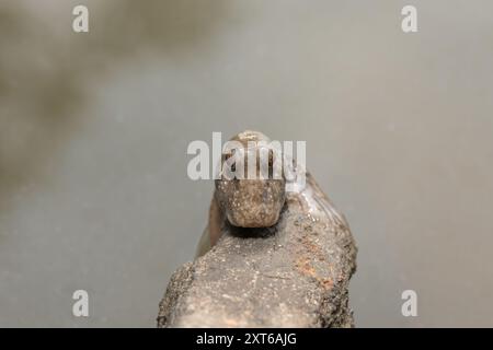 Un beau mudskipper commun (Periophthalmus kalolo) sur les vasières parmi les mangroves Banque D'Images