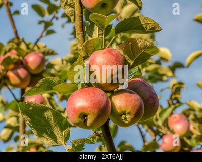 Gros plan de pommes rouges mûres qui mûrissent sur l'arbre Banque D'Images