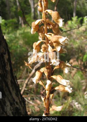 Grande orchidée de pomme de terre (Gastrodia procera) Plantae Banque D'Images