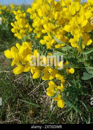 Haricot doré (Thermopsis rhombifolia) Plantae Banque D'Images