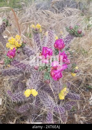 Cactus en bâton de marche (Cylindropuntia imbricata spinosior) Plantae Banque D'Images