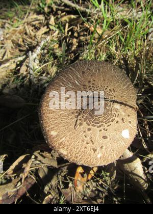 Champignons gracieux Parasol (Macrolepiota clelandii) Banque D'Images