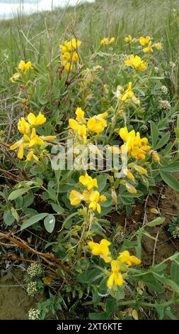 Haricot doré (Thermopsis rhombifolia) Plantae Banque D'Images