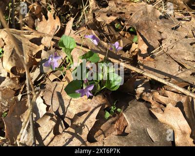 Violet de Labrador (Viola labradorica) Plantae Banque D'Images