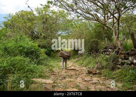 Vue arrière d'un homme méconnaissable portant un paquet de bois de chauffage sur son dos marchant le long d'un chemin rural en pierre entre Barichara et Guane à Santander Banque D'Images