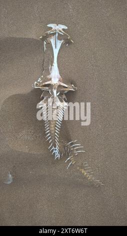 Poisson-chat de la mer Blanche (Genidens barbus) Actinopterygii Banque D'Images