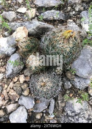 Cactus à mamelons rainurés (Coryphantha sulcata) Plantae Banque D'Images