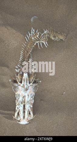 Poisson-chat de la mer Blanche (Genidens barbus) Actinopterygii Banque D'Images