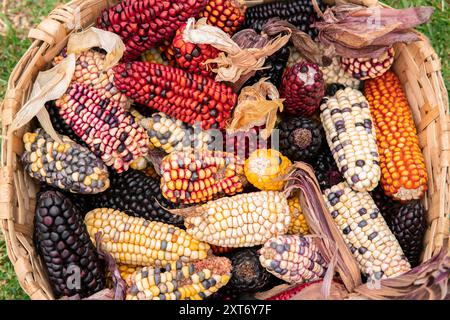 Vue de dessus d'un panier avec différentes variétés de rafles de maïs séchées de différentes couleurs Banque D'Images