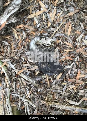 Shearwaters et Petrels (Procellariidae) Aves Banque D'Images