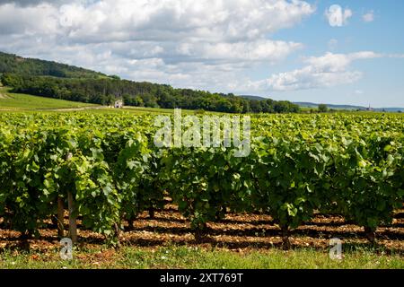 Vignobles verts autour du village de Puligny-Montrachet, Bourgogne, France. Vinification de vin sec blanc de haute qualité à partir de raisins Chardonnay sur grand cru classe vin Banque D'Images