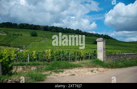 Clos clos clos vignobles verdoyants autour du village de Puligny-Montrachet, Bourgogne, France. Fabrication de vin sec blanc de haute qualité à partir de raisins Chardonnay sur grand cr Banque D'Images