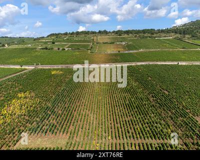 Vignobles verts autour du village de Puligny-Montrachet, Bourgogne, France. Vinification de vin sec blanc de haute qualité à partir de raisins Chardonnay sur grand cru classe vin Banque D'Images