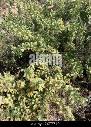 Catclaw Acacia (Senegalia greggii) Plantae Banque D'Images