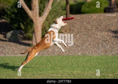 American Staffordshire Terrier sautant dans les airs au parc pour attraper un disque Banque D'Images