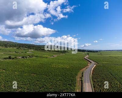 Vignobles verts autour du village de Puligny-Montrachet, Bourgogne, France. Vinification de vin sec blanc de haute qualité à partir de raisins Chardonnay sur grand cru classe vin Banque D'Images