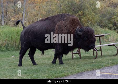 Bisons des plaines errant le long de la route principale et de l'aire de stationnement dans le parc national Elk Island, en Alberta, au Canada. Banque D'Images