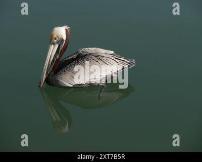 Pélican brun nageant sur l'eau de mer, portrait de Pelecanus occidentalis aussi appelé grand gosier en Guadeloupe Banque D'Images