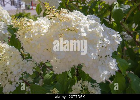 Gros plan de beaucoup de petites fleurs d'hortensia blanches sur un fond vert de feuilles, une journée d'été ensoleillée Banque D'Images