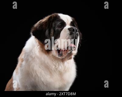 Un chien Saint Bernard regarde sur le côté, son large cadre et ses yeux doux mis en évidence sur un fond noir. Banque D'Images