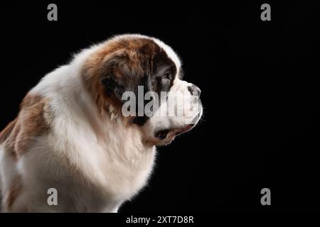 Vue de profil d'un chien de Saint-Bernard sur fond noir, mettant en valeur son pelage distinctif et son expression douce. Banque D'Images