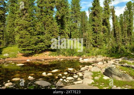 De grosses pierres dispersées le long de la rive d'un lac peu profond sur le bord d'une forêt dense de conifères par une journée ensoleillée d'été. Lac Medvezhye, Ergaki nature Banque D'Images