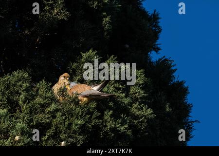 Petite crécerelle mâle et femelle (Falco naumanni) perchée sur une branche Banque D'Images